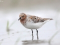 Red-necked Stint