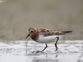Red-necked Stint