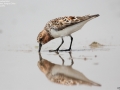 Red-necked Stint