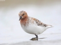 Red-necked Stint