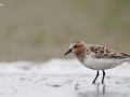 Red-necked Stint