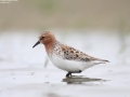 Red-necked Stint