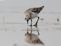 Red-necked Stint