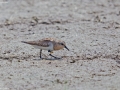 Red-necked Stint