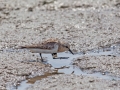 Red-necked Stint
