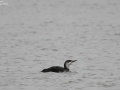 Red-throated Diver