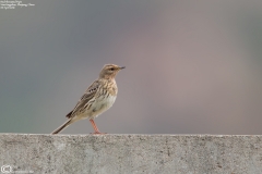 Red-throated Pipit
