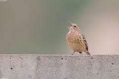 Red-throated Pipit