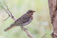 Red-throated Thrush