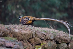 Reeves's Pheasant