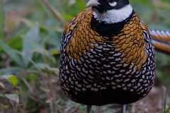 Reeves's Pheasant