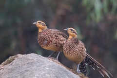 Reeves's Pheasant