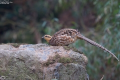 Reeves's Pheasant