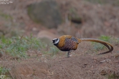 Reeves's Pheasant