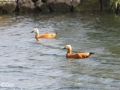Ruddy Shelduck