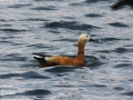 Ruddy Shelduck