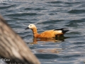 Ruddy Shelduck