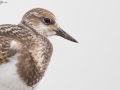 Ruddy Turnstone