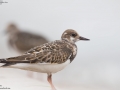 Ruddy Turnstone