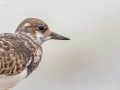 Ruddy Turnstone