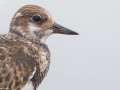 Ruddy Turnstone