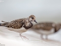 Ruddy Turnstone