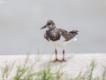 Ruddy Turnstone