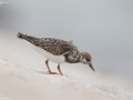 Ruddy Turnstone