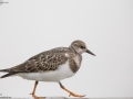 Ruddy Turnstone