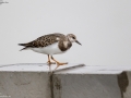 Ruddy Turnstone
