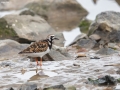 Ruddy Turnstone