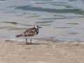 Ruddy Turnstone