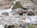 Ruddy Turnstone