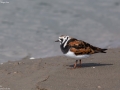 Ruddy Turnstone