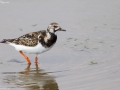 Ruddy Turnstone