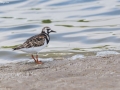 Ruddy Turnstone