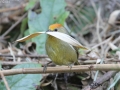 Rufous-capped Babbler