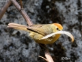 Rufous-capped Babbler
