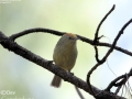 Rufous-capped Babbler