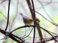 Rufous-capped Babbler