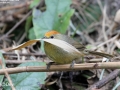 Rufous-capped Babbler