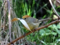 Rufous-capped Babbler