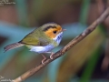 Rufous-faced Warbler