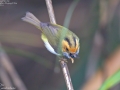 Rufous-faced Warbler