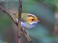 Rufous-faced Warbler