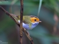 Rufous-faced Warbler