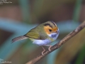 Rufous-faced Warbler