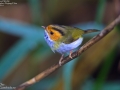 Rufous-faced Warbler