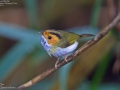 Rufous-faced Warbler