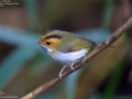 Rufous-faced Warbler
